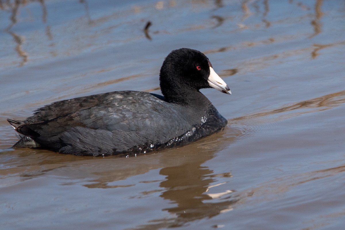 American Coot - Ian Campbell