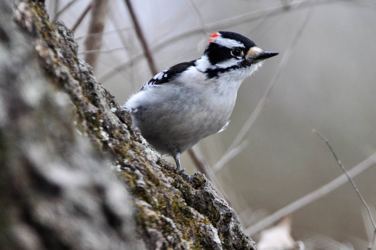 Downy Woodpecker - ML321990381