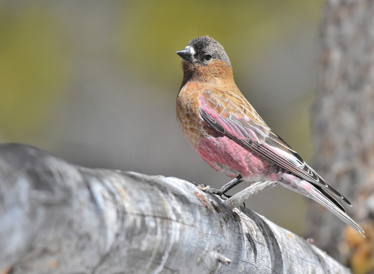 Brown-capped Rosy-Finch - Jason Vassallo