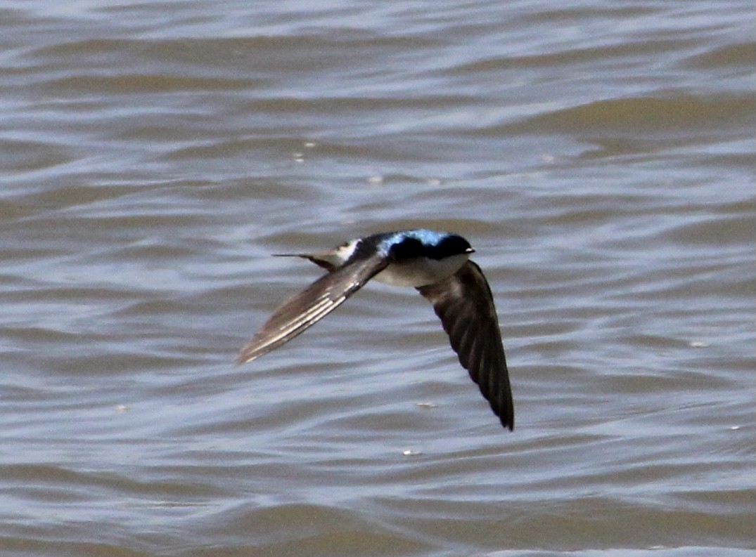 Golondrina Bicolor - ML321994041