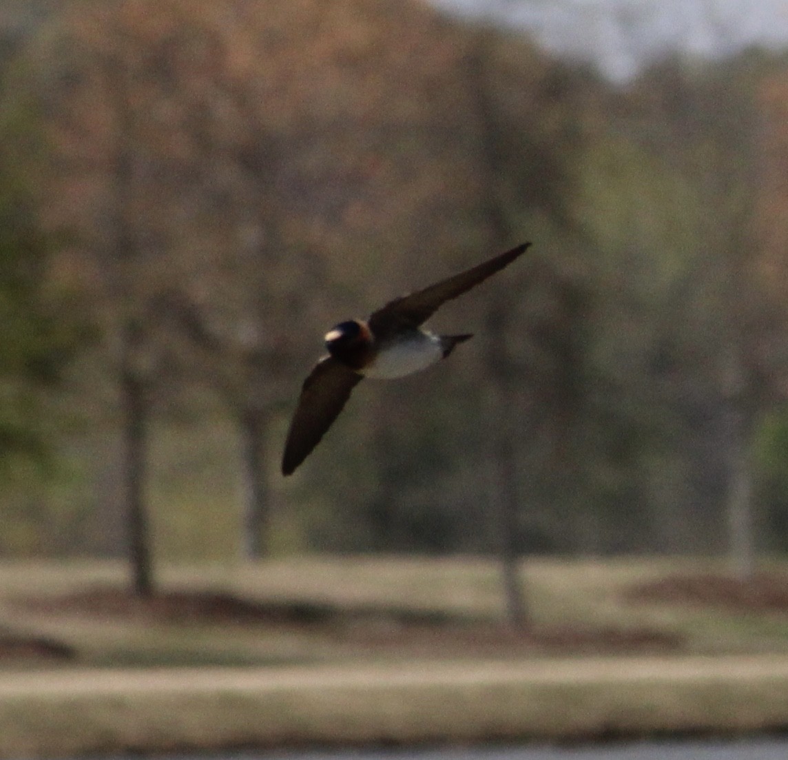 Cliff Swallow - ML321994151