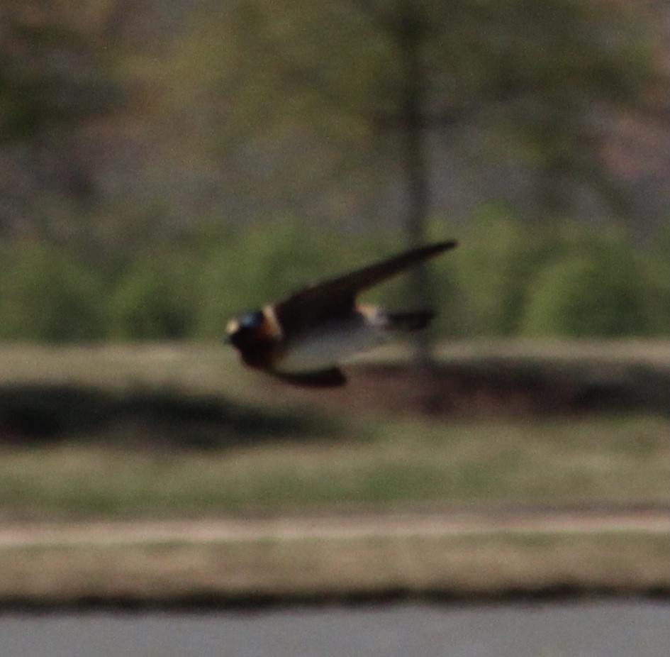 Cliff Swallow - ML321994211