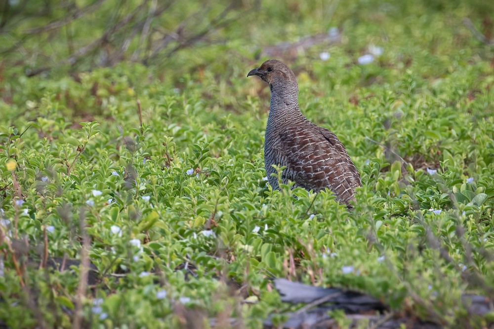 Gray Francolin - Isaac Sanchez