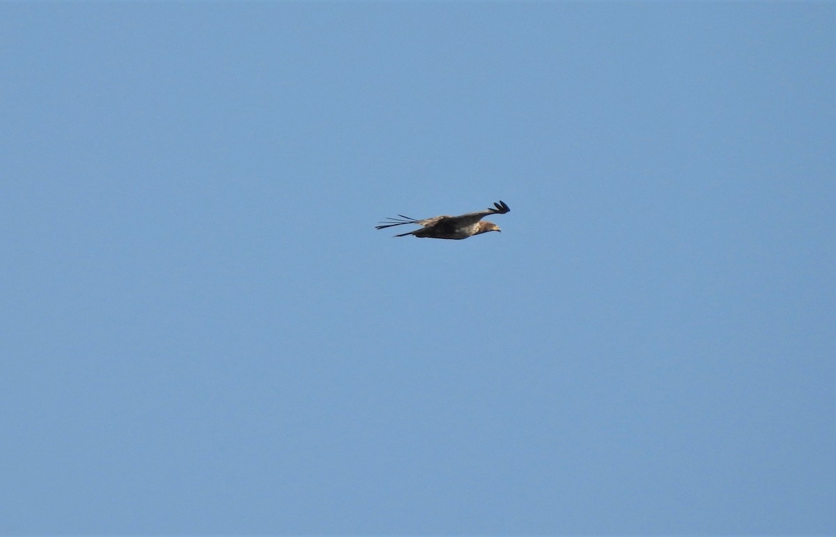 Bald Eagle - ML321996161