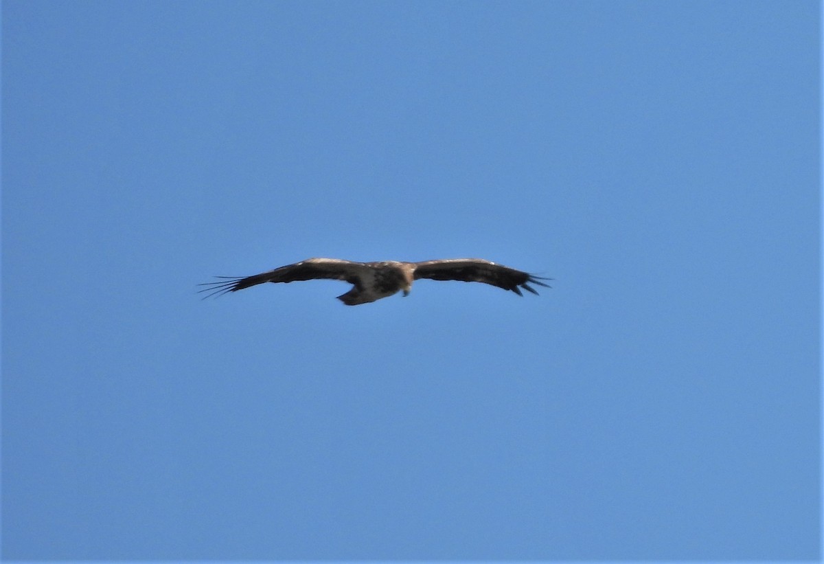 Bald Eagle - ML321997161