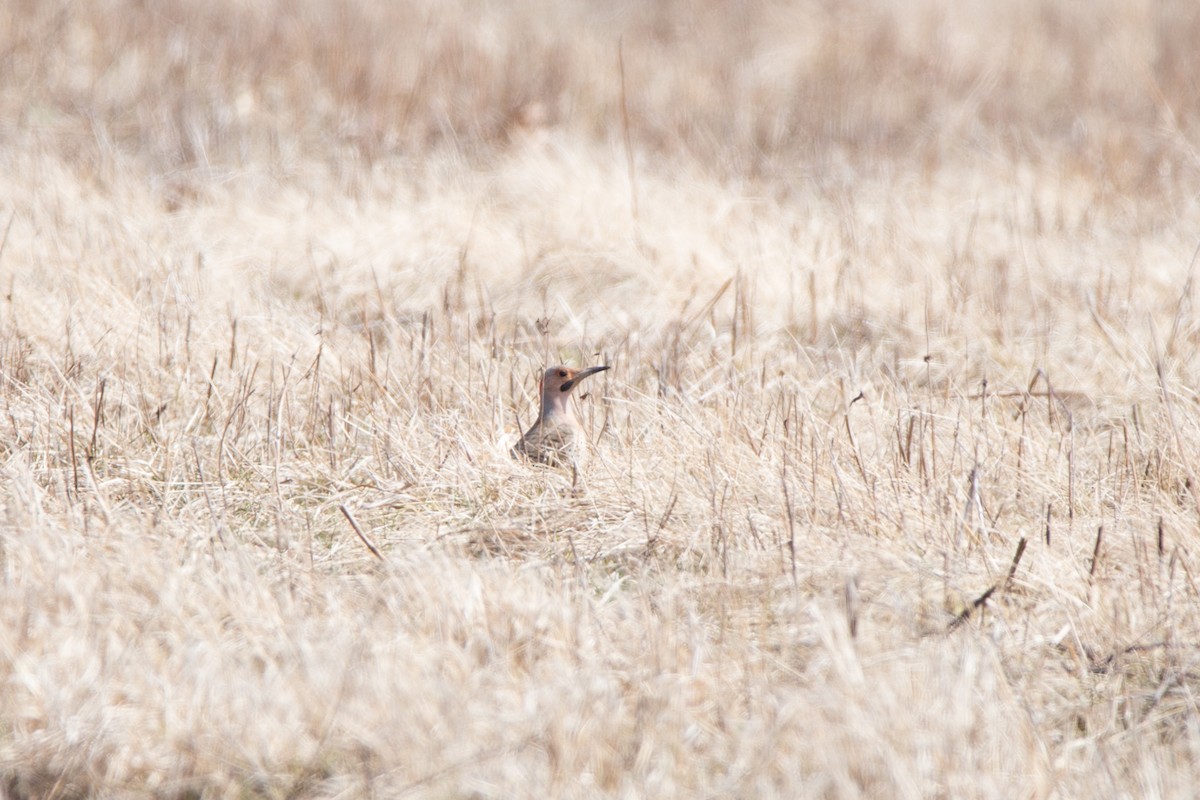 Northern Flicker - ML321997641