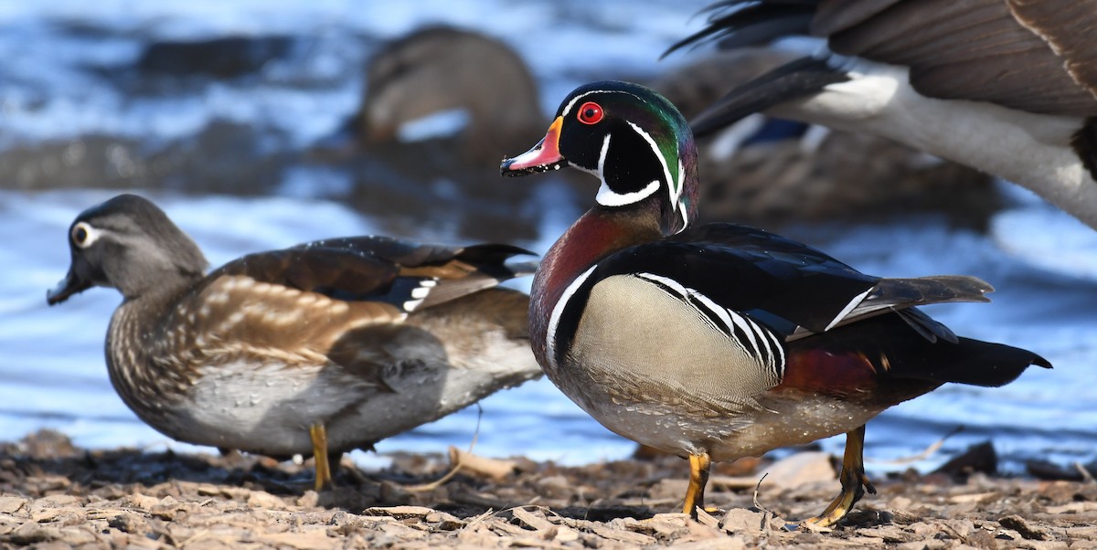 Wood Duck - Tim Healy