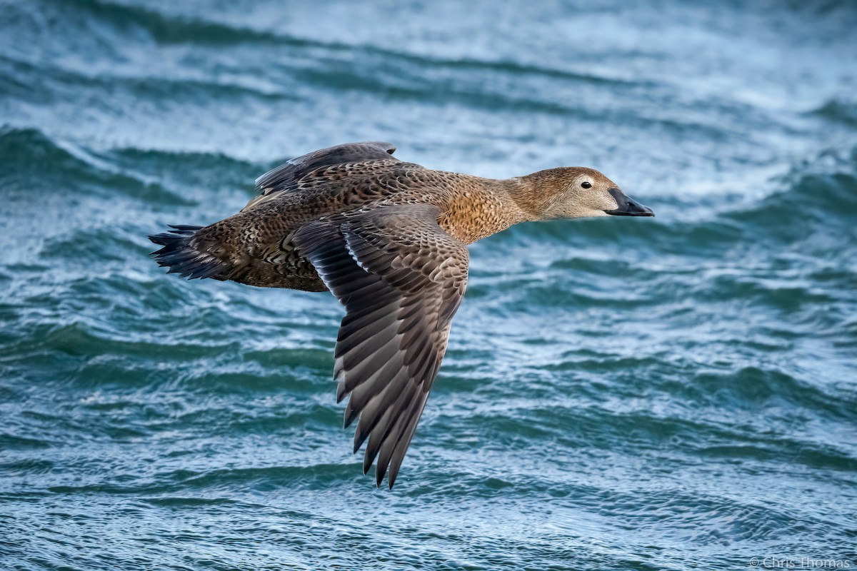 Eider erregea - ML322000021