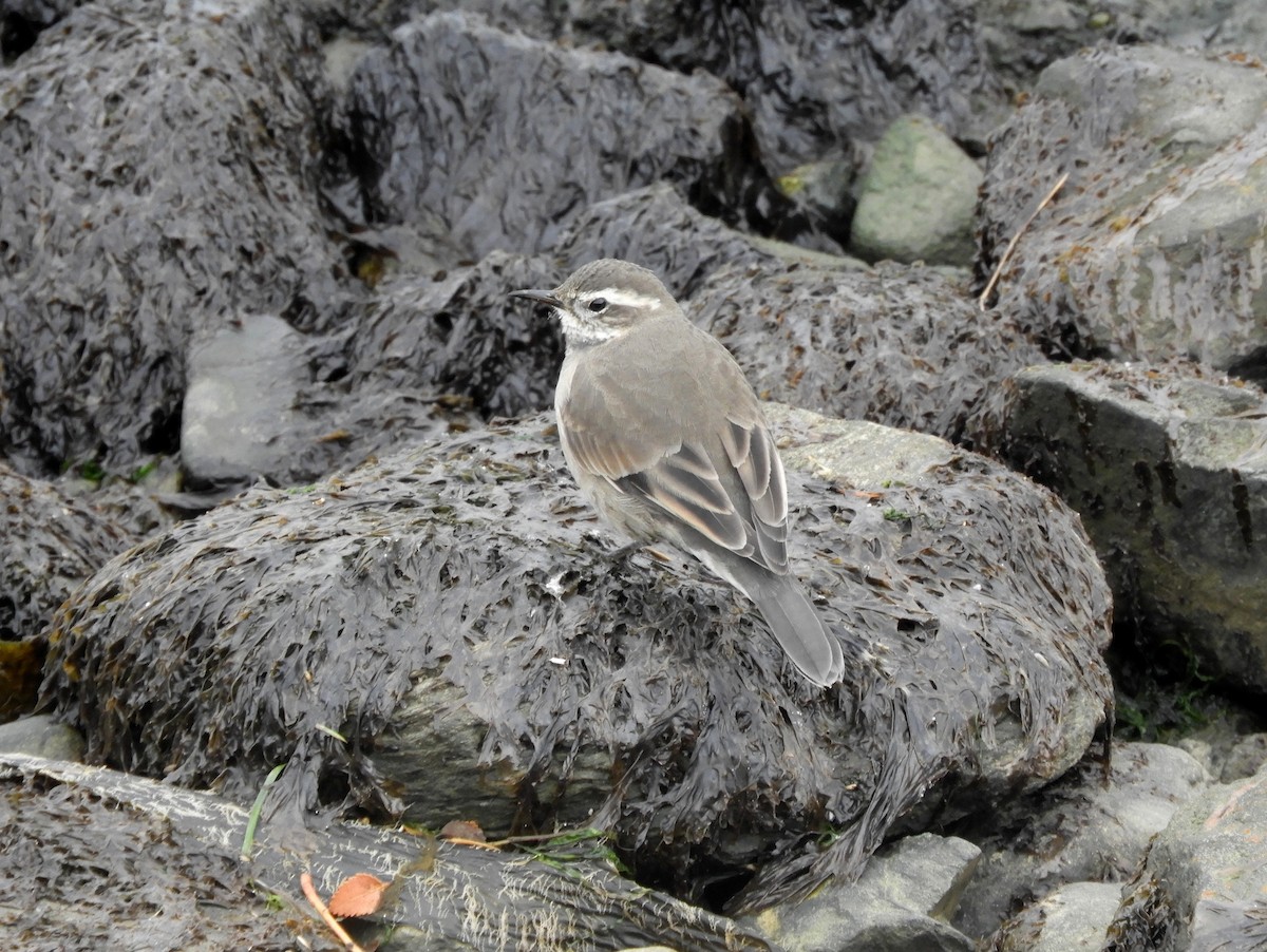 Buff-winged Cinclodes - ML322000221