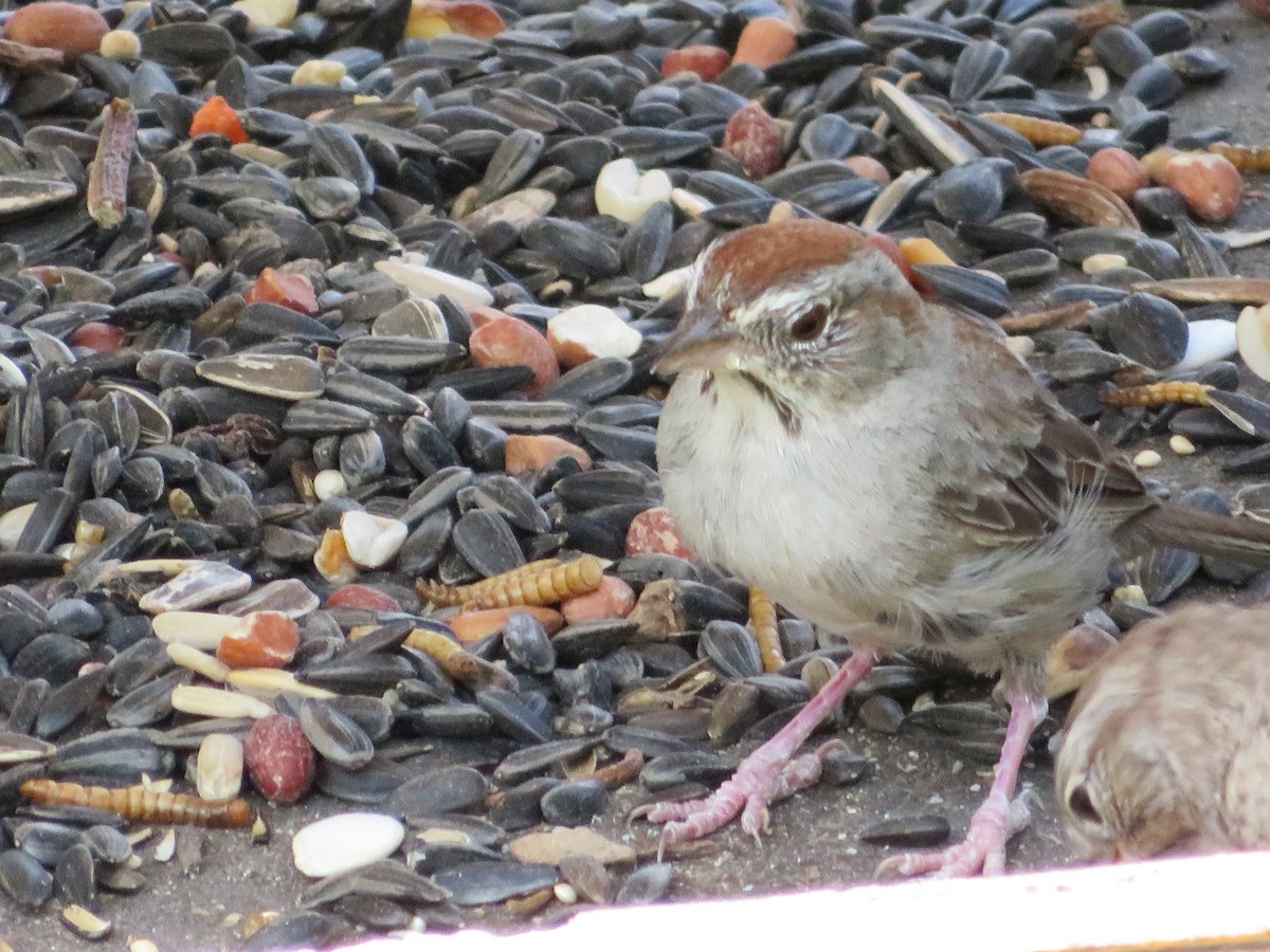 Rufous-crowned Sparrow - ML322004151