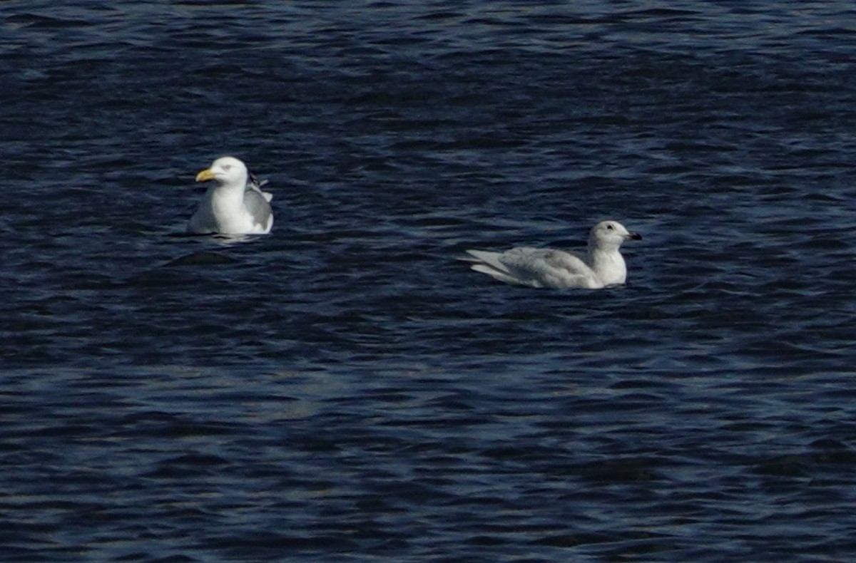 racek polární - ML322004701