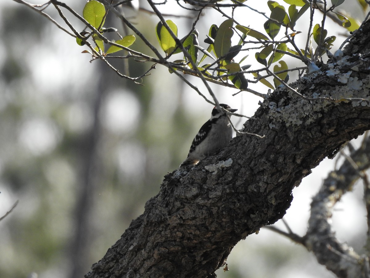 Downy Woodpecker - ML322004961