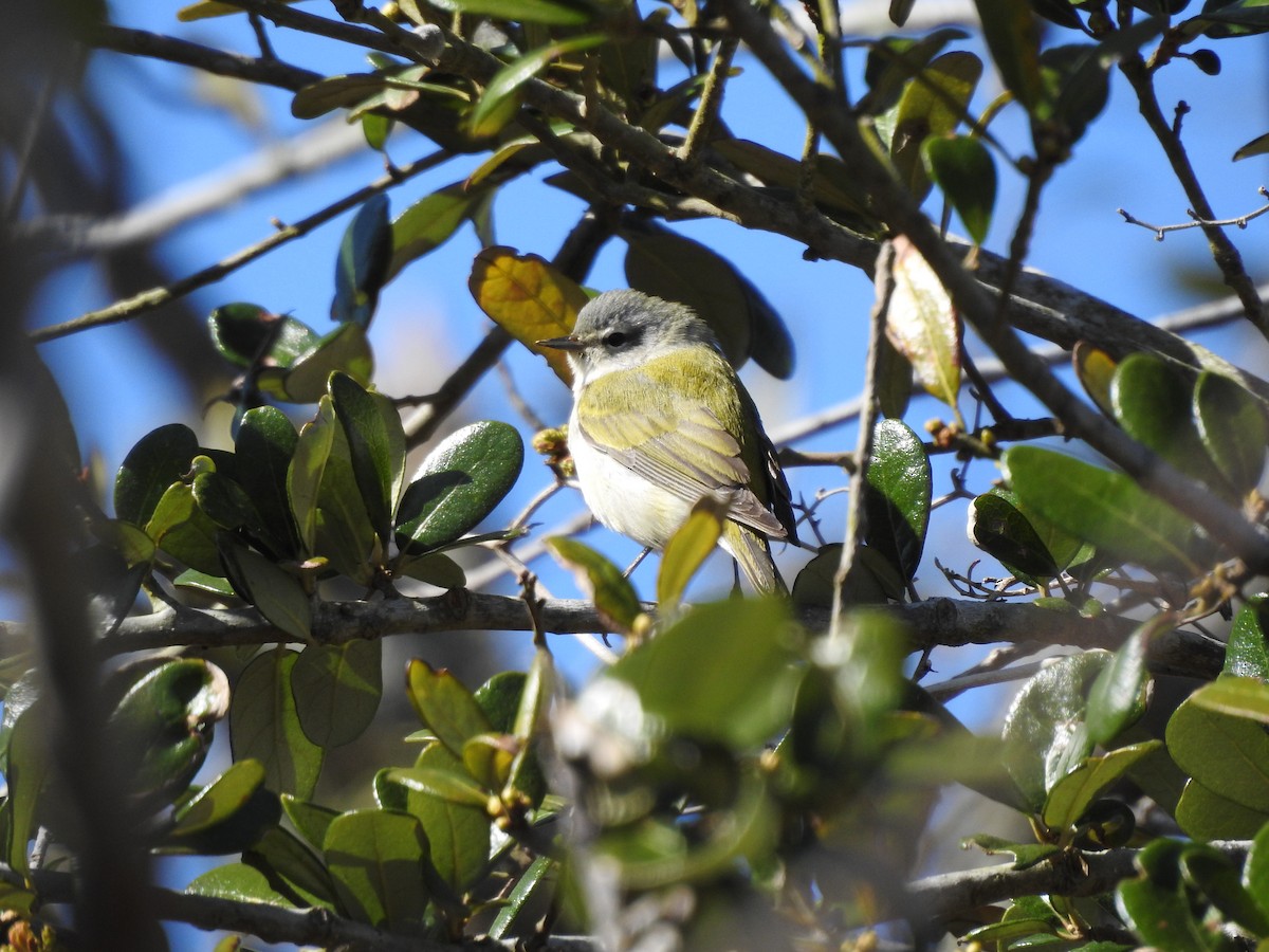 Tennessee Warbler - ML322006461