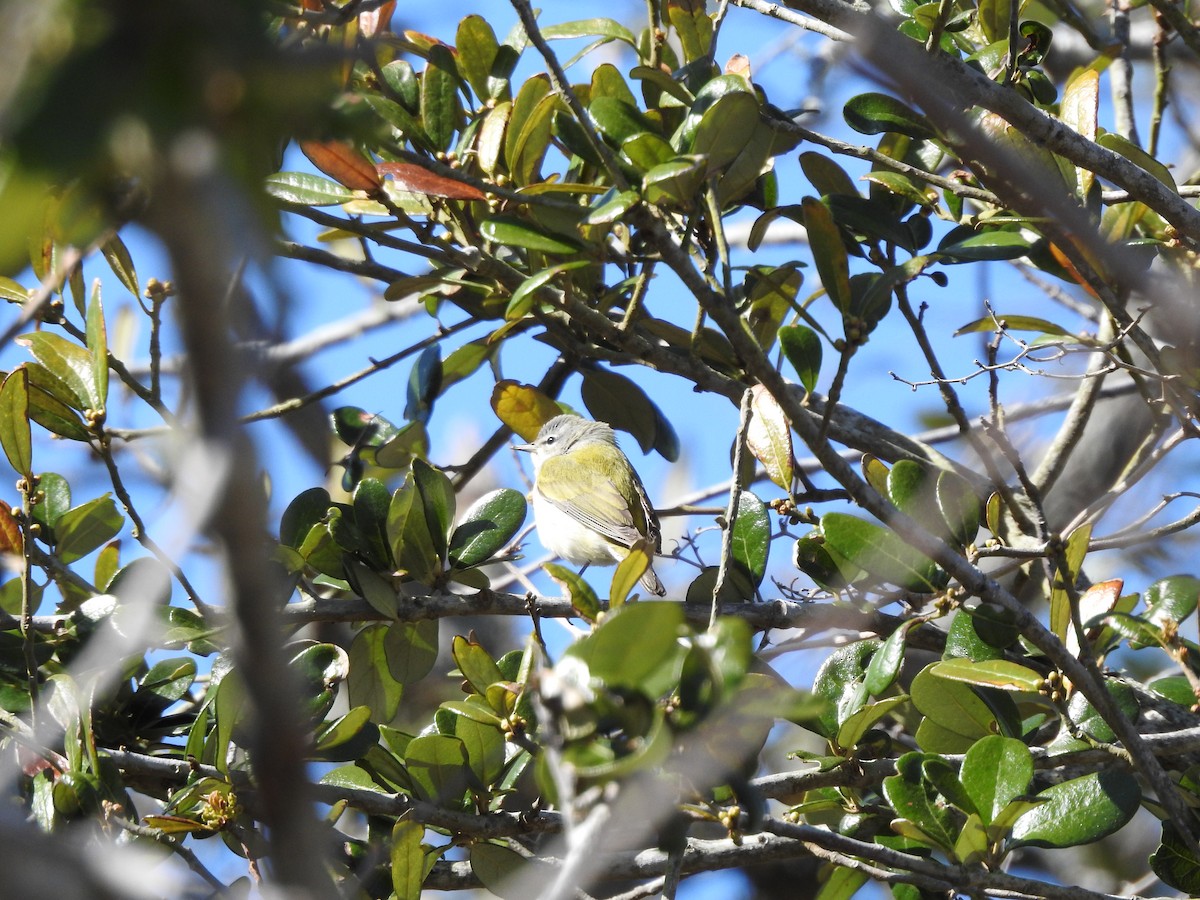 Tennessee Warbler - ML322006481