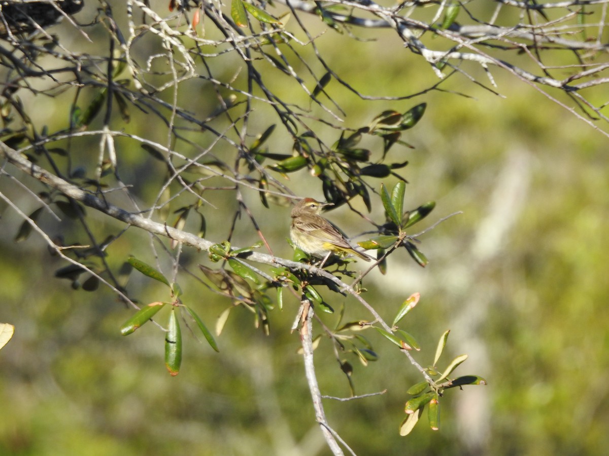 Palm Warbler - Anonymous
