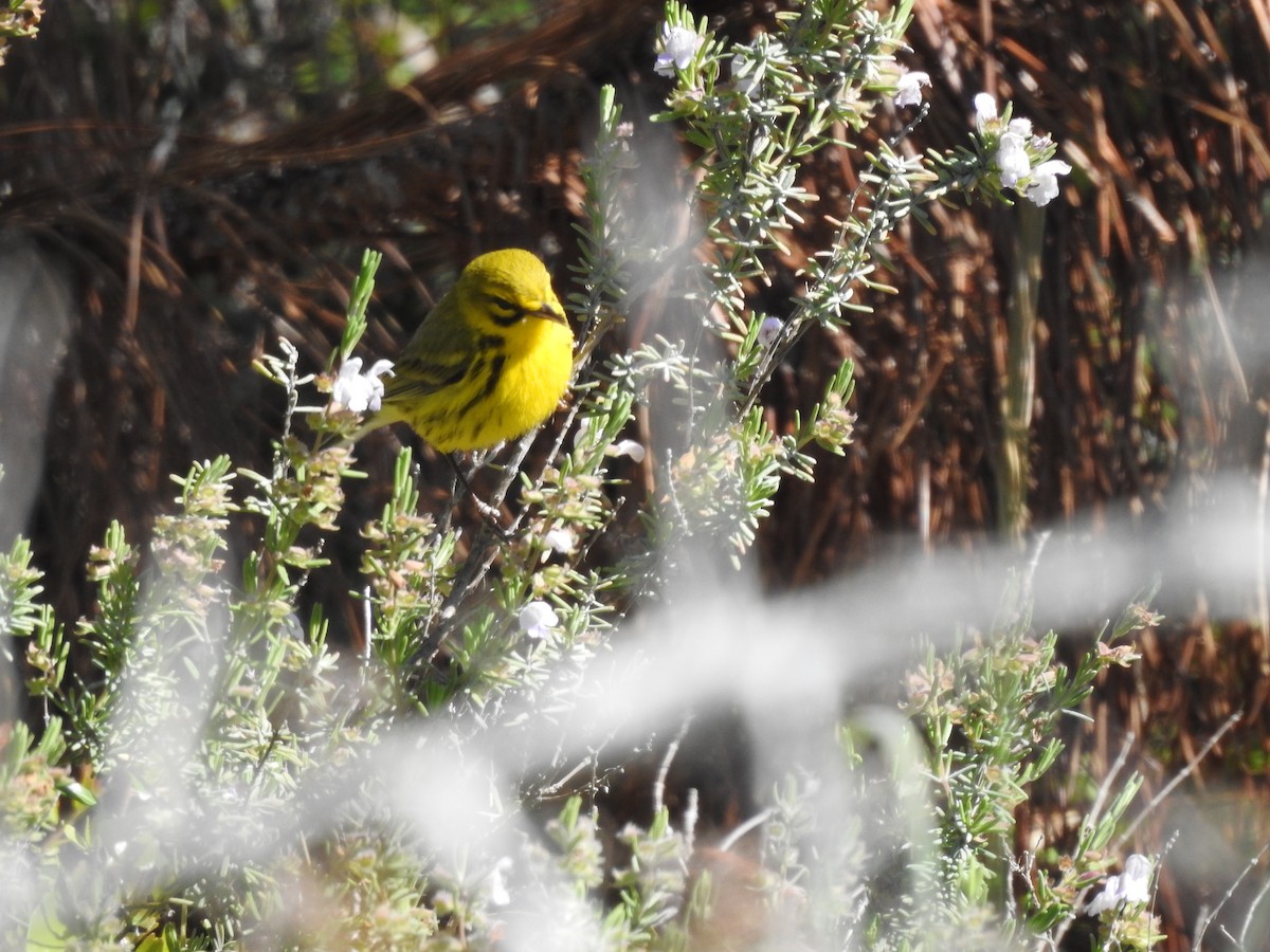 Prairie Warbler - ML322006731