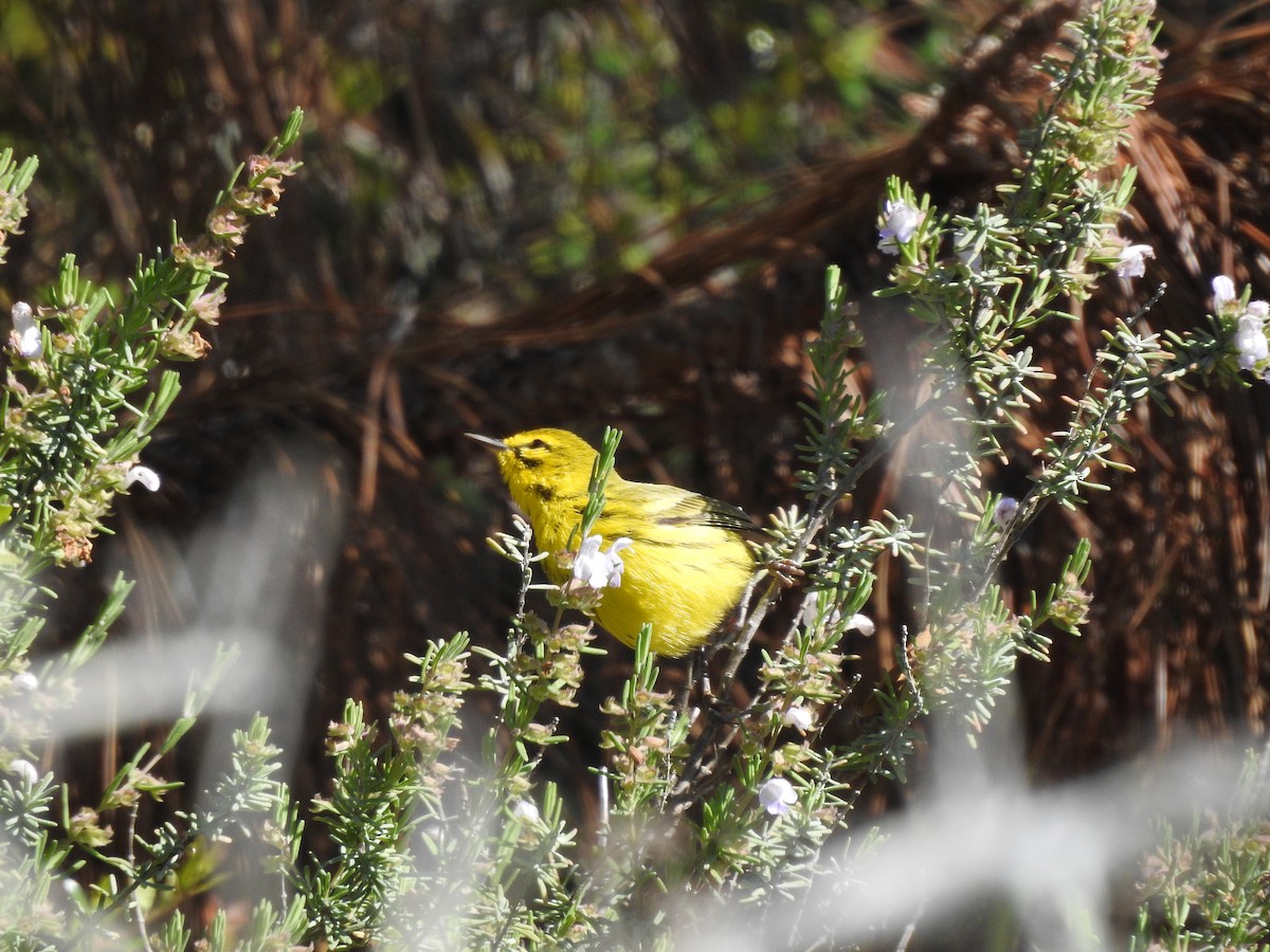 Prairie Warbler - ML322006741