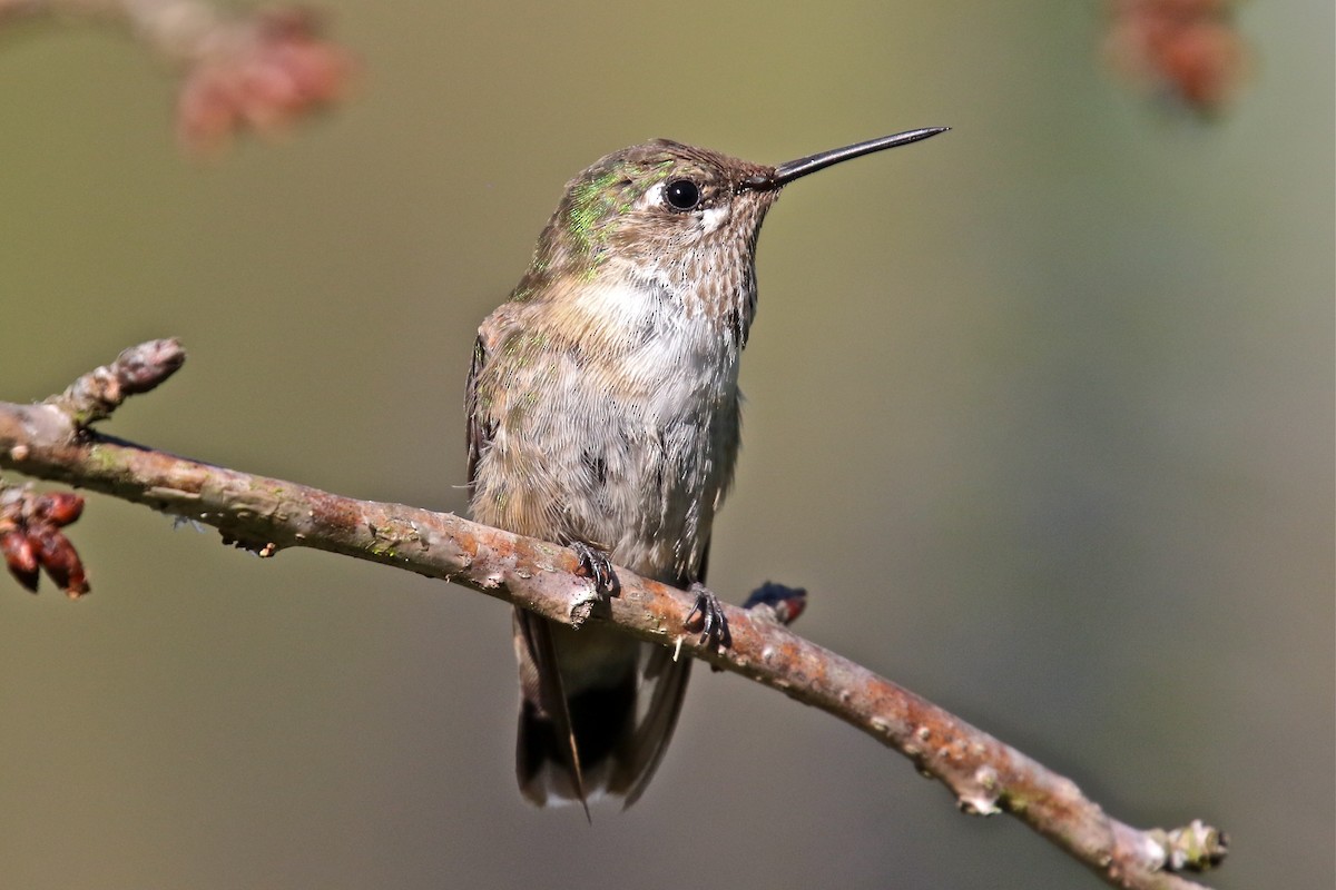 hummingbird sp. - John Peterson