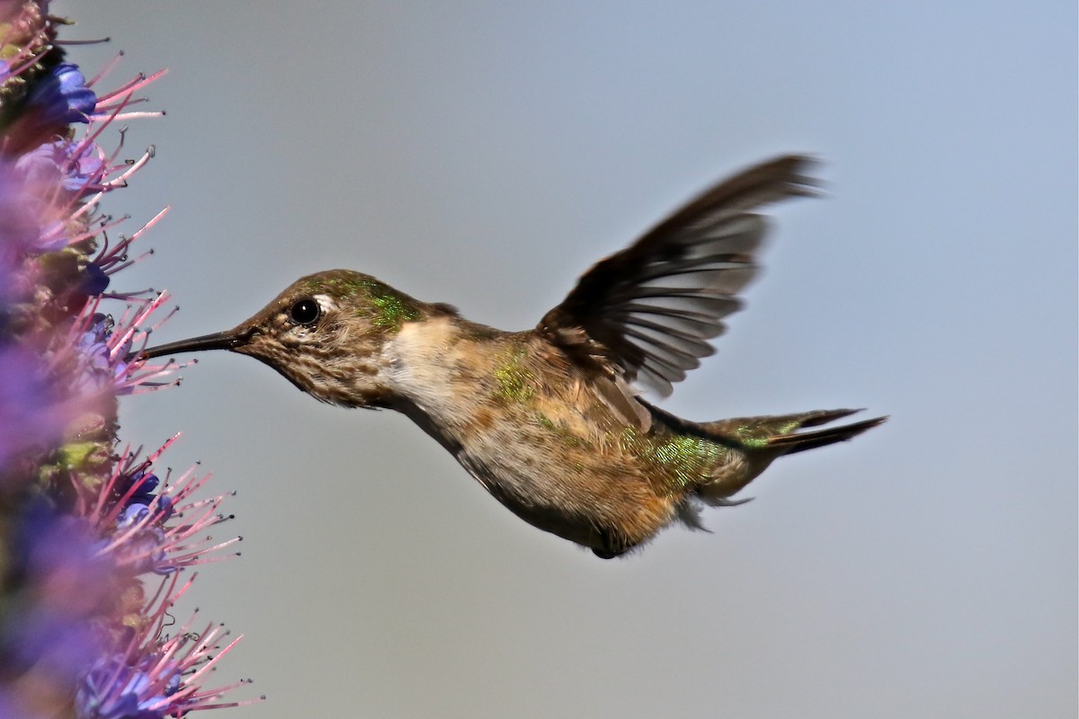 hummingbird sp. - John Peterson