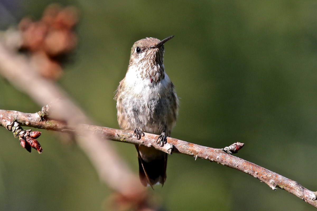 hummingbird sp. - John Peterson