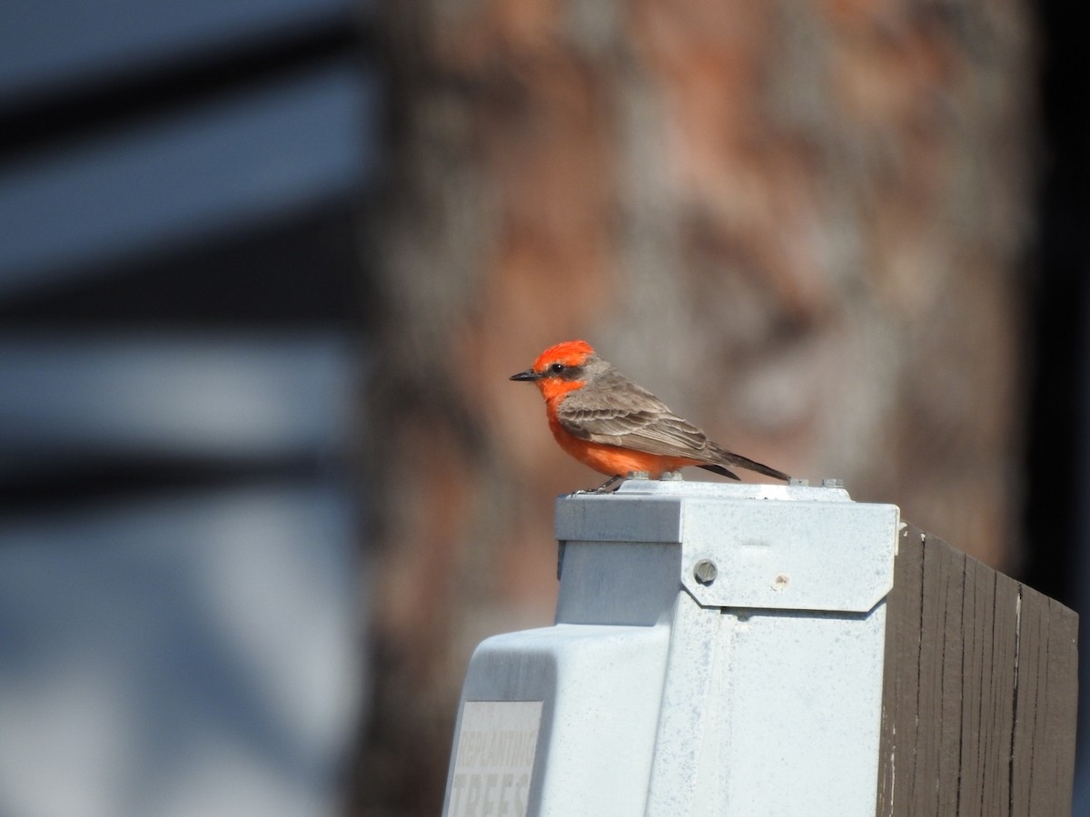 Vermilion Flycatcher - ML322007091