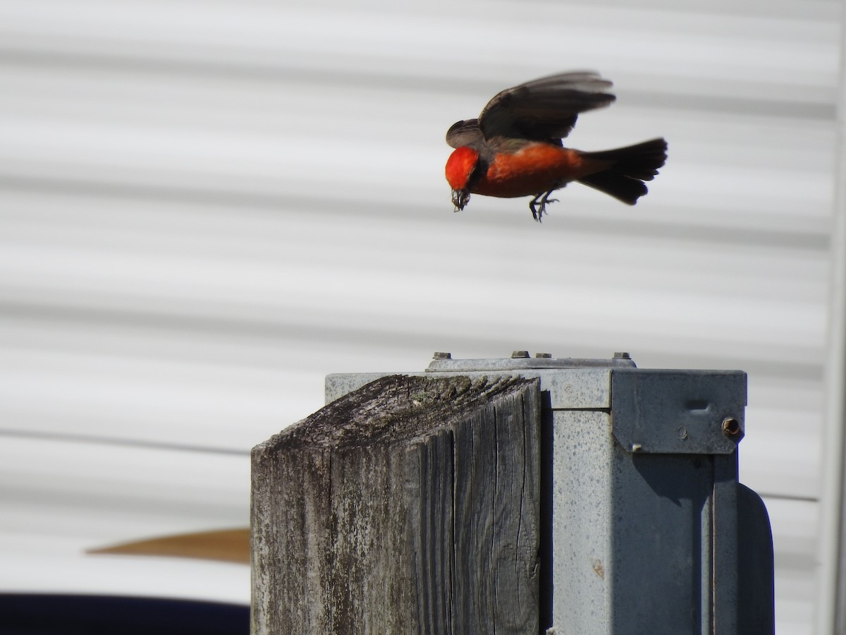 Vermilion Flycatcher - ML322007141