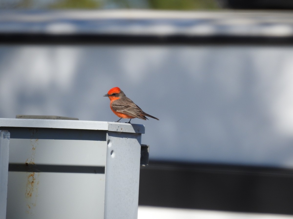 Vermilion Flycatcher - ML322007151