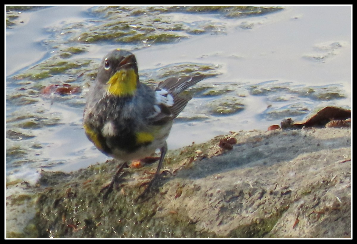Yellow-rumped Warbler (Audubon's) - ML322008261