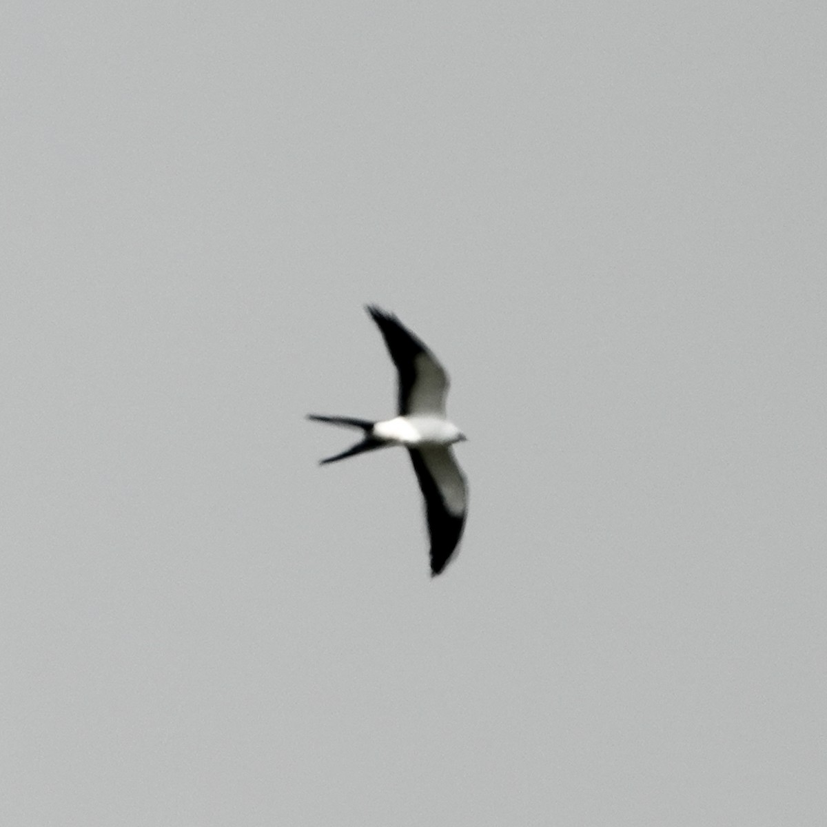 Swallow-tailed Kite - ML322008821