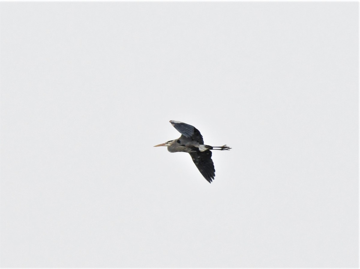 Great Blue Heron - ML322010171