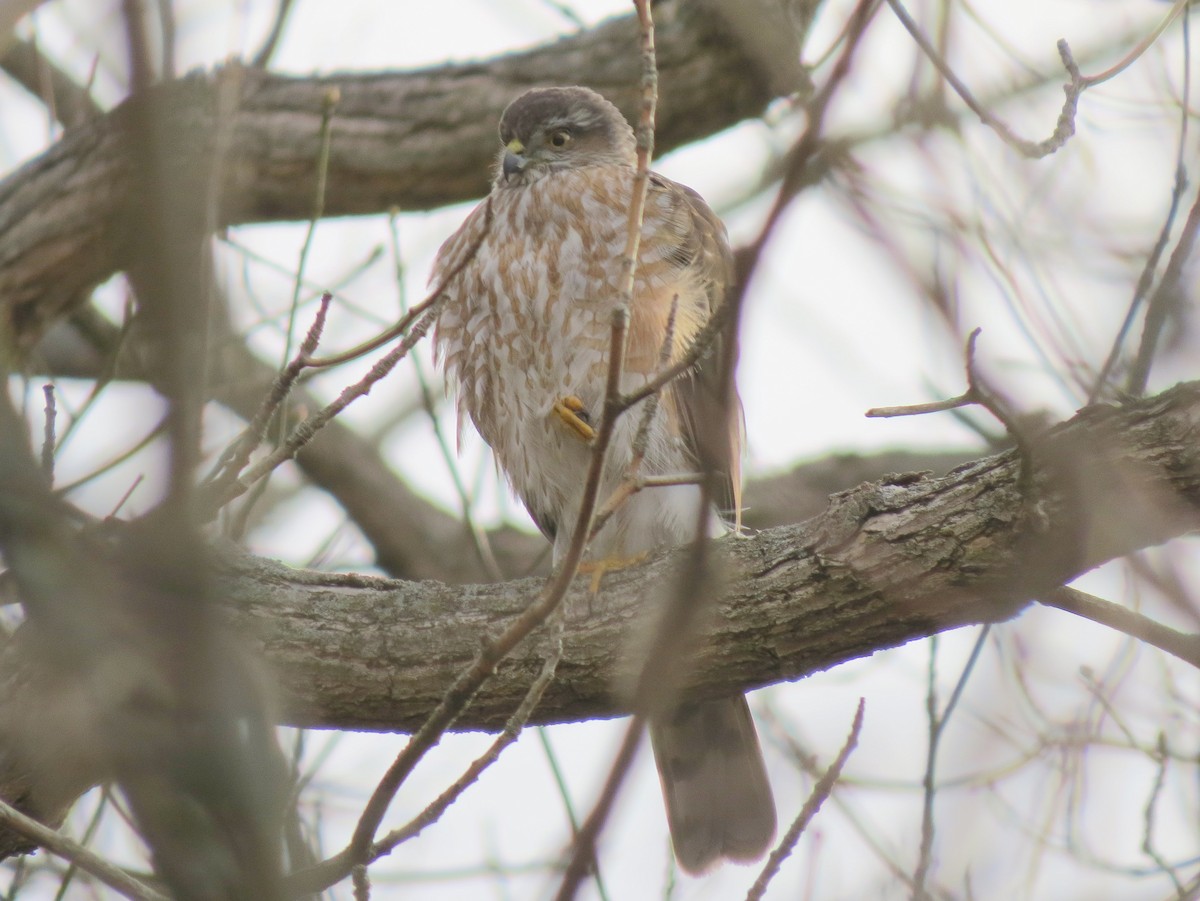 Sharp-shinned Hawk - ML322010531