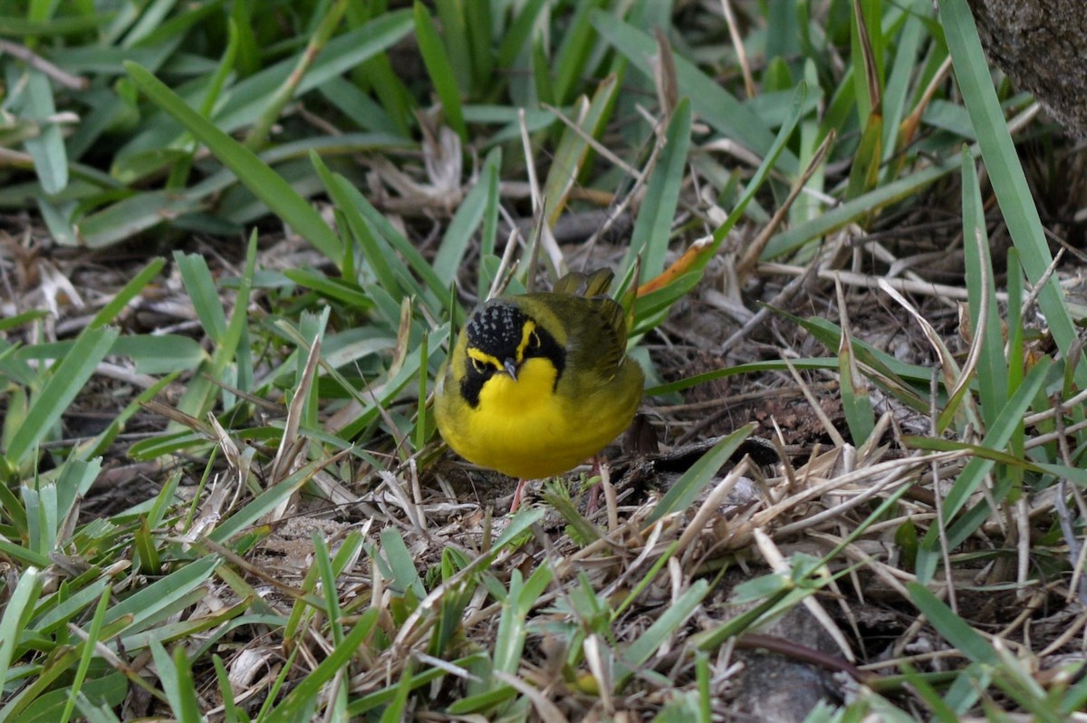 Kentucky Warbler - ML322010551