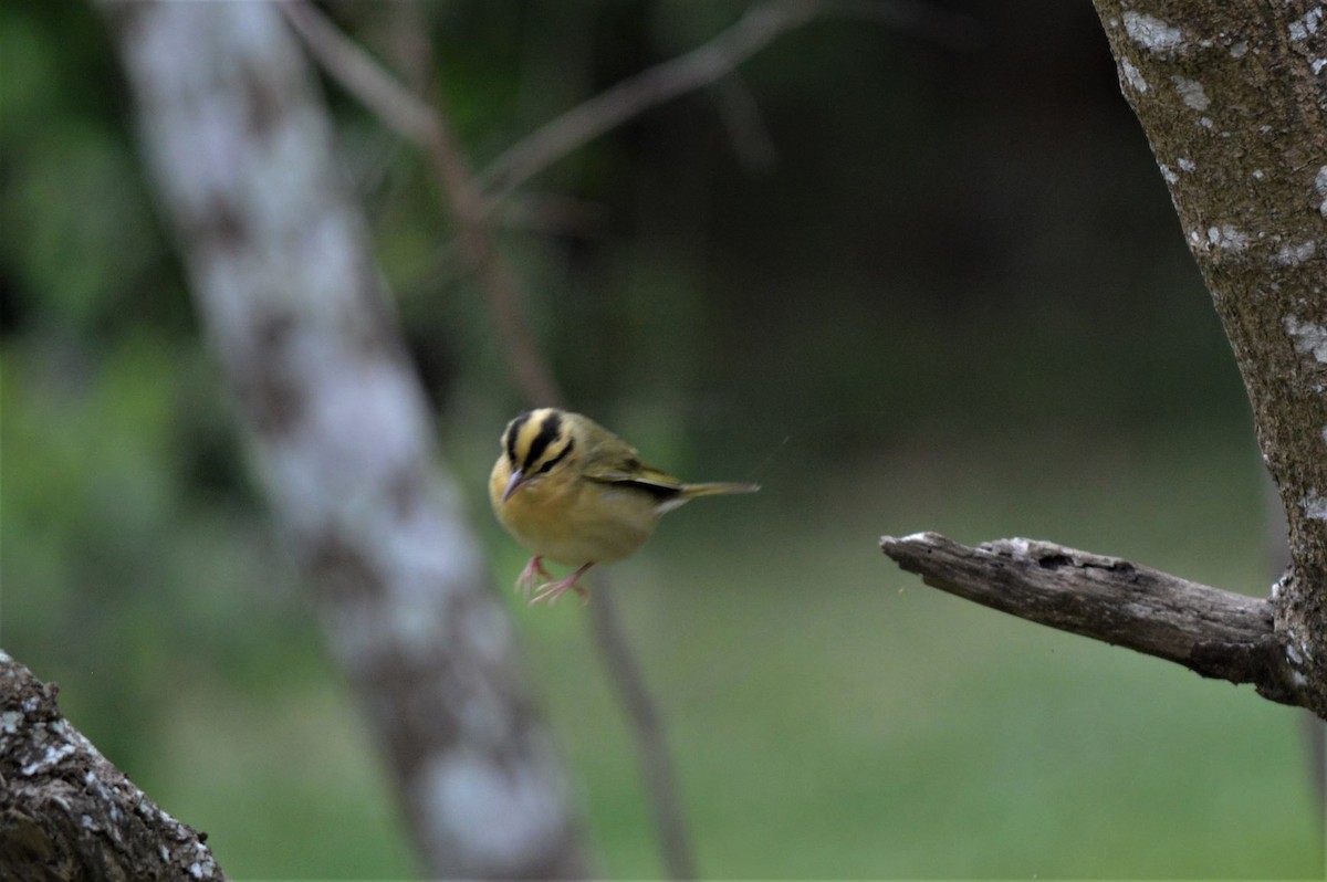 Worm-eating Warbler - Steve Taylor