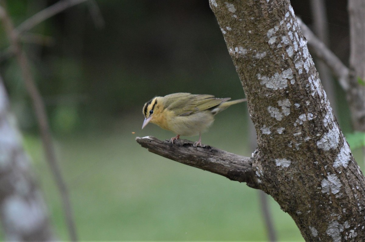 Worm-eating Warbler - Steve Taylor