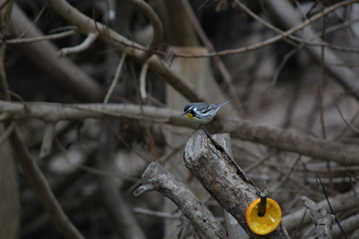 Yellow-throated Warbler - Steve Taylor