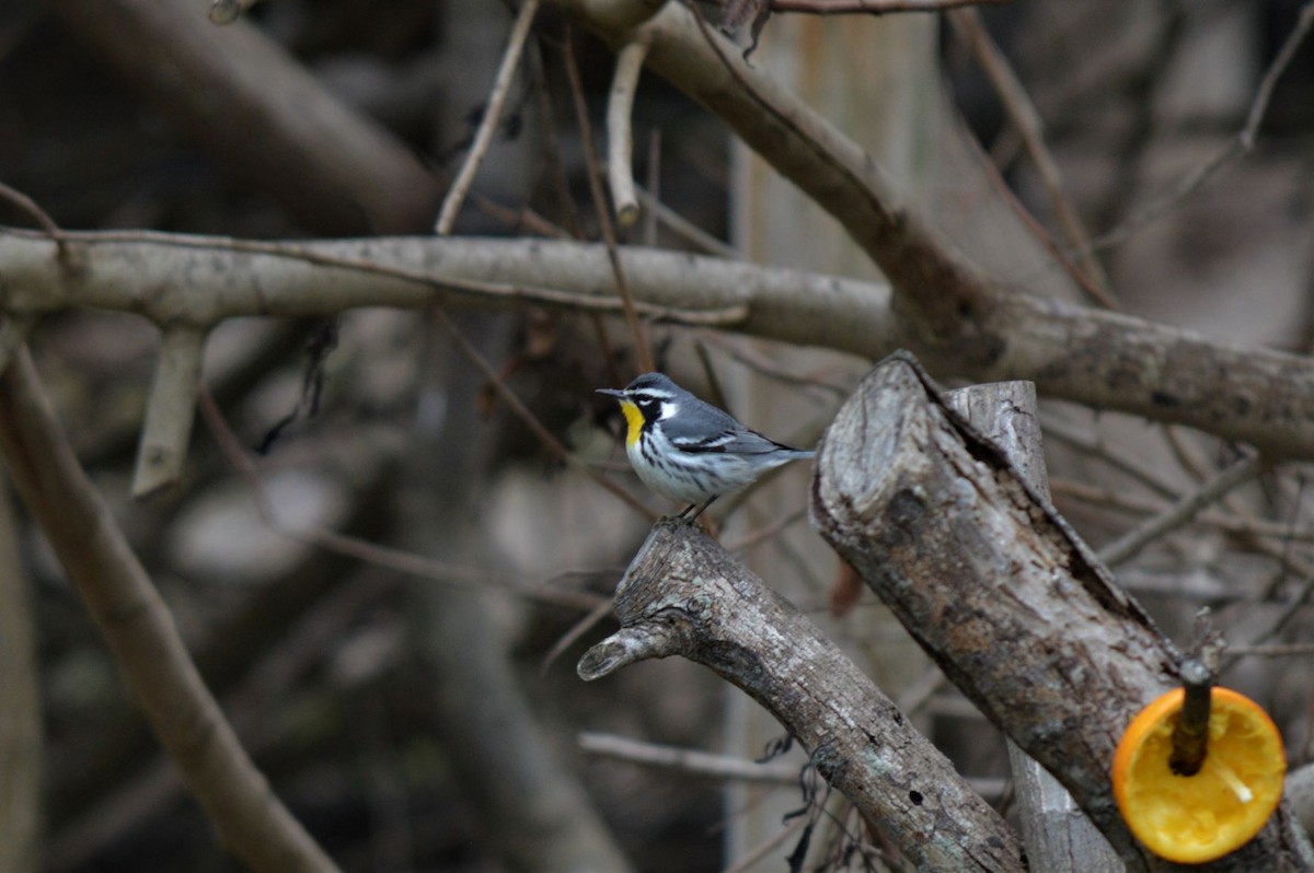 Yellow-throated Warbler - Steve Taylor