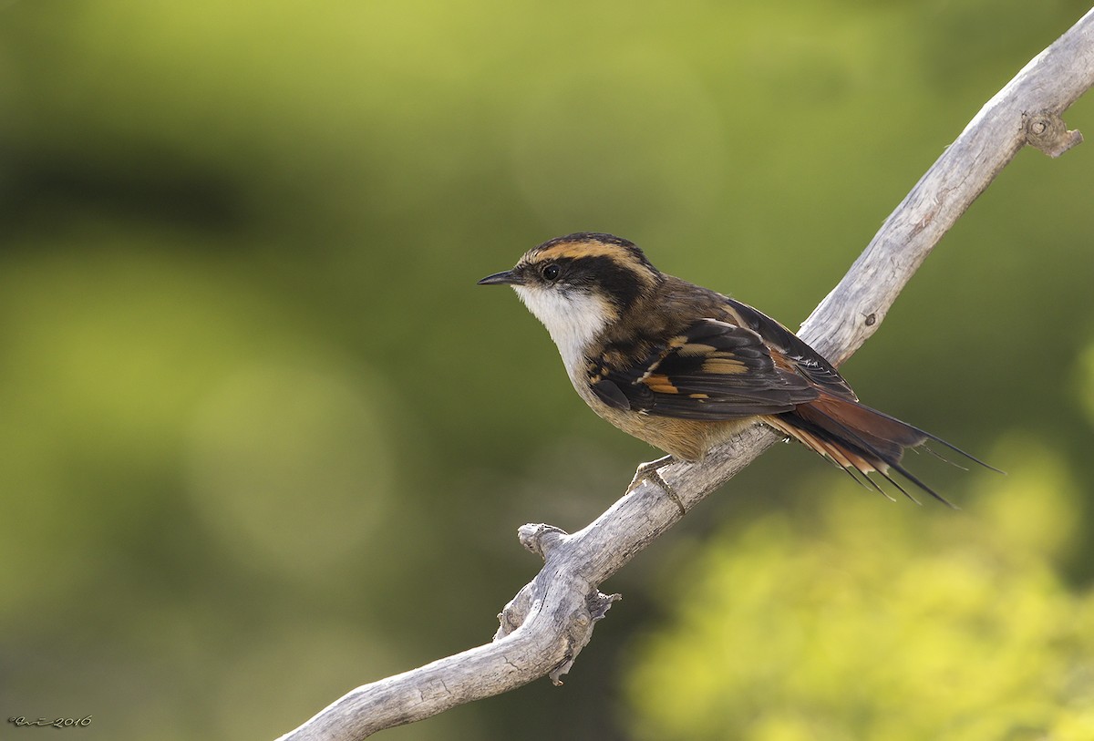 Thorn-tailed Rayadito - ML32201131