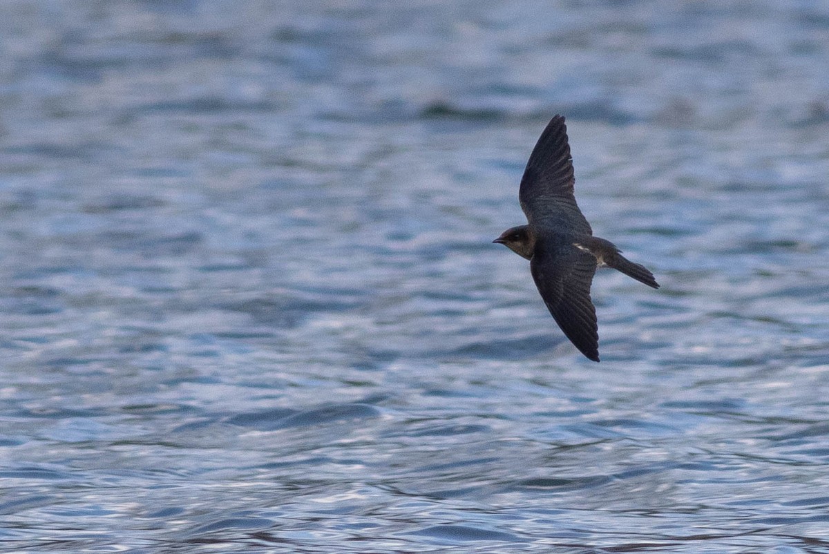 Gray-breasted Martin - Doug Gochfeld