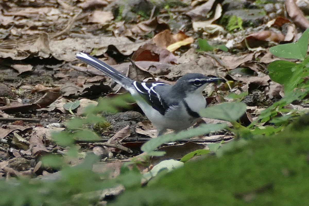 Mountain Wagtail - Peter Kaestner