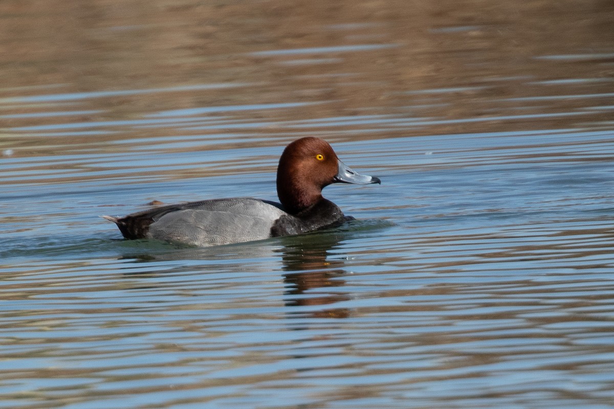 Redhead - ML322014351