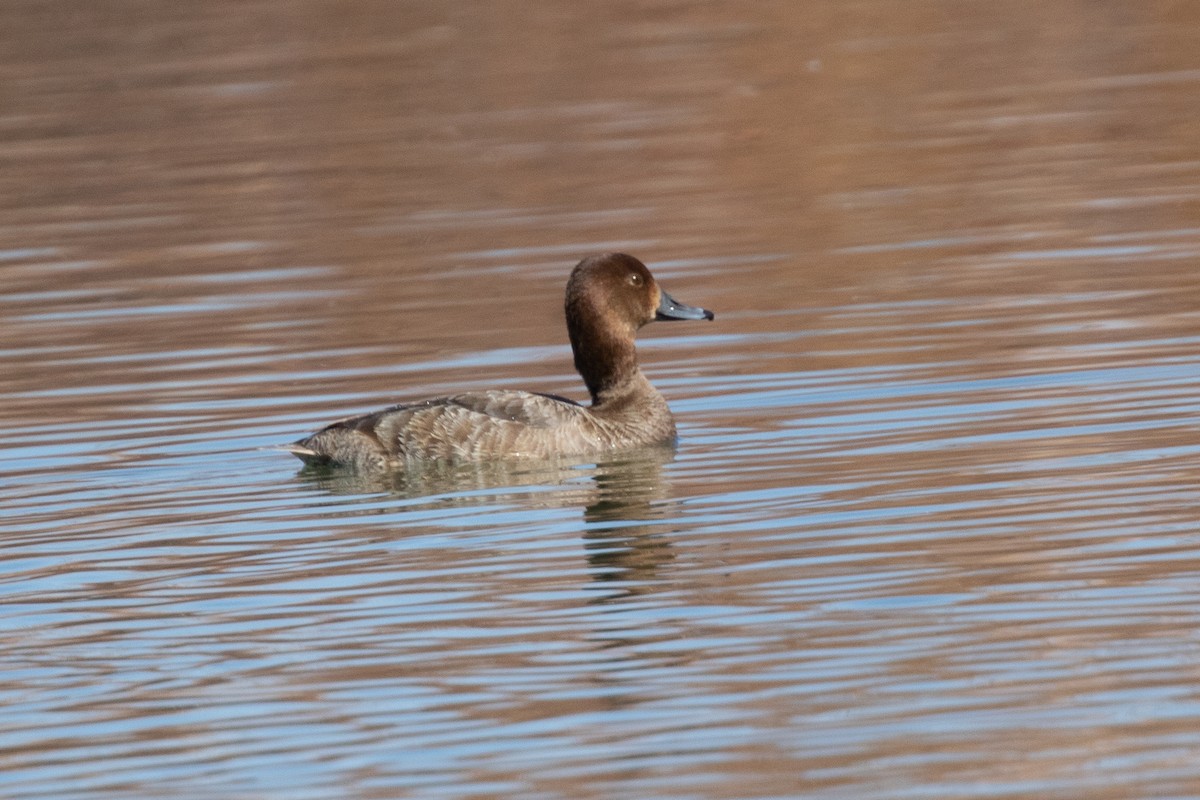 Redhead - ML322014551