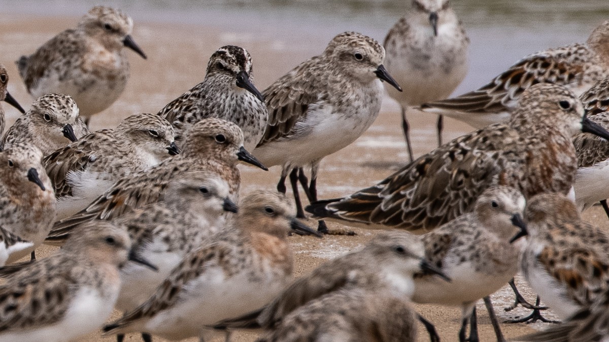 Broad-billed Sandpiper - ML322015291