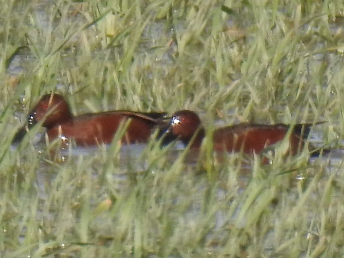 Cinnamon Teal - ML322015561