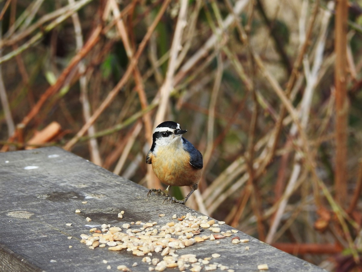 Red-breasted Nuthatch - ML322016981