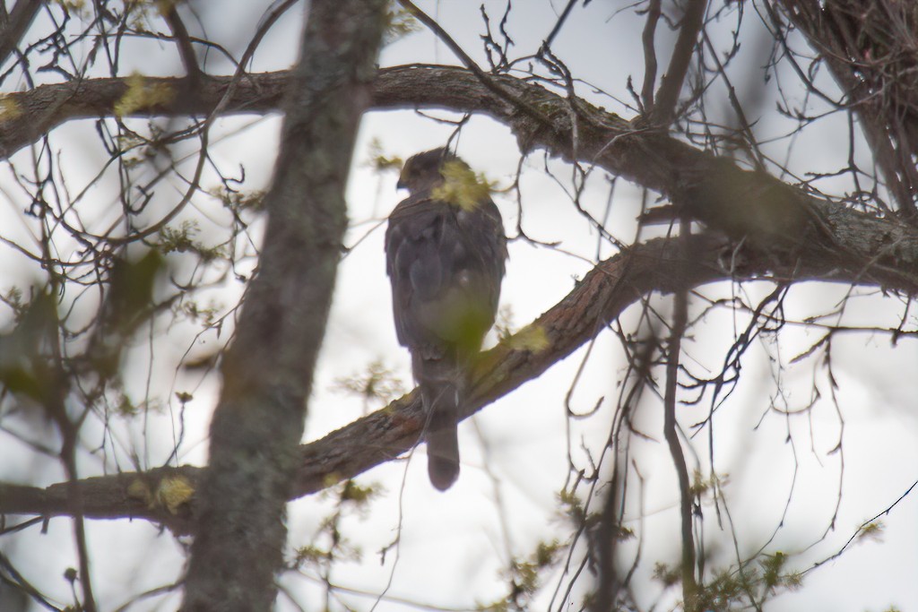 Cooper's Hawk - Christie Bass