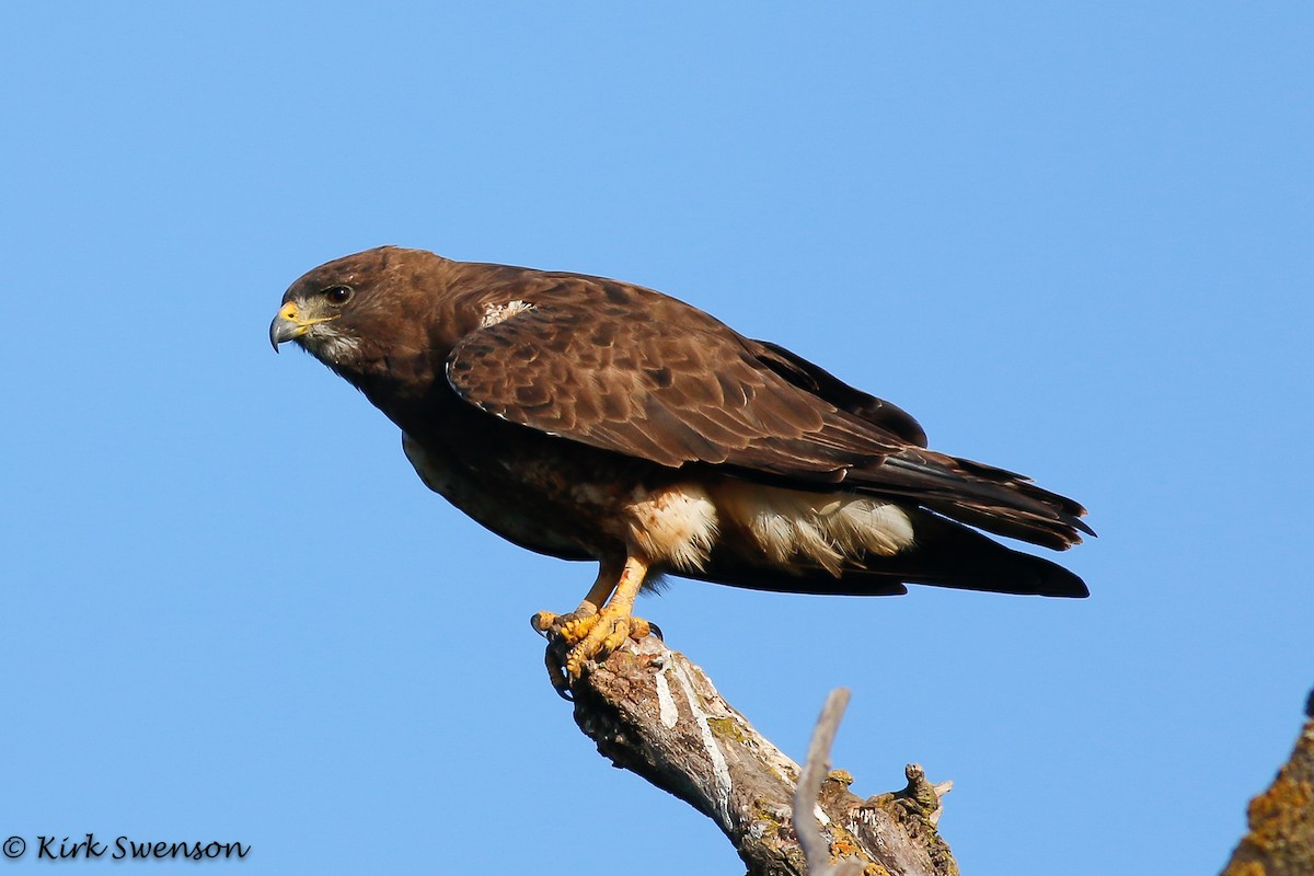 Swainson's Hawk - ML32201811