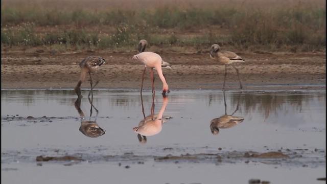 פלמינגו זוטר - ML322020501