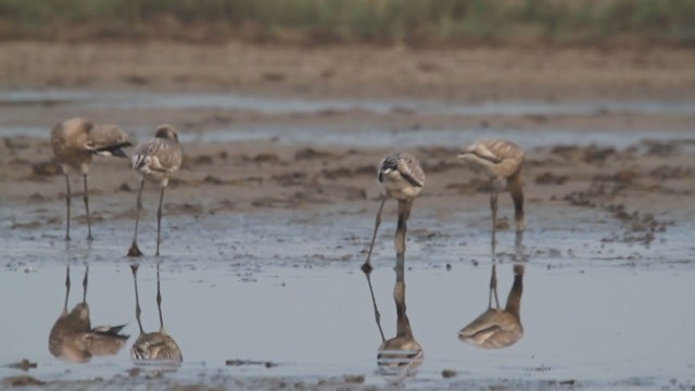 Lesser Flamingo - ML322021981