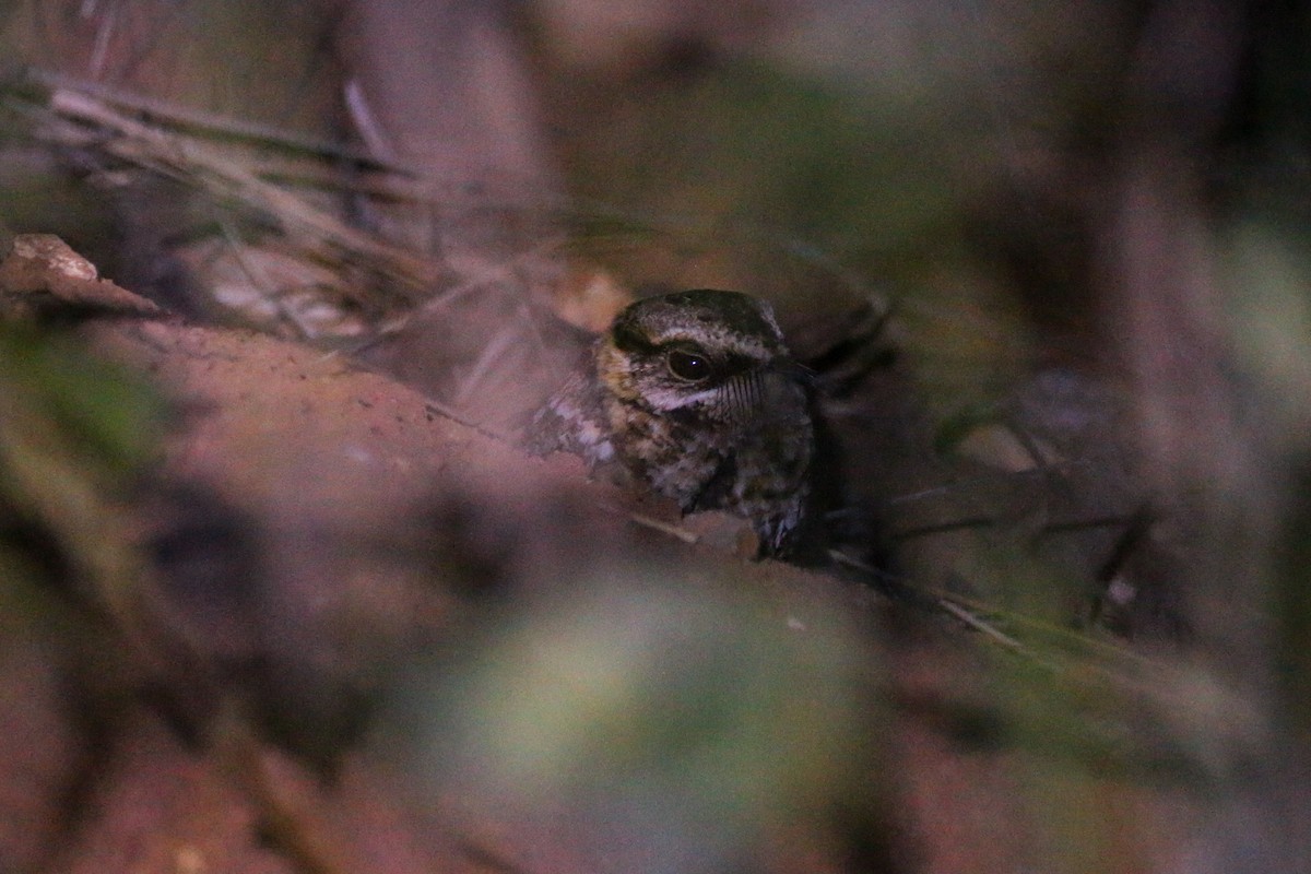 White-tailed Nightjar - David Garrigues