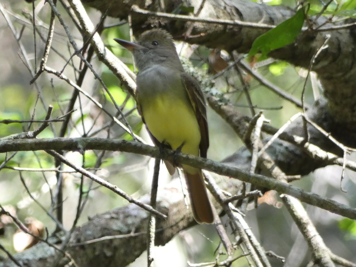 Great Crested Flycatcher - Da Lo